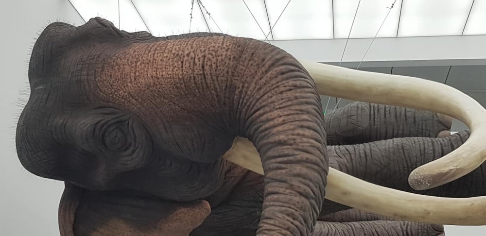 高雄美術館委託，日本東京美術館監製/主題 太陽雨/主角懸浮沈睡大象